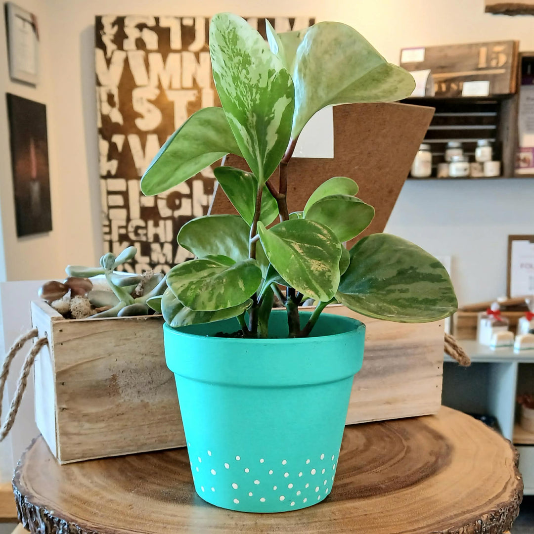 March Break Workshops for Kids